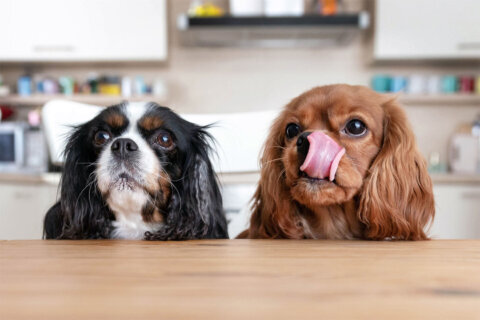 Watch those leftovers: These Thanksgiving foods aren’t good for dogs